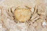 Fossil Crab (Potamon) Preserved in Travertine - Turkey #145045-1